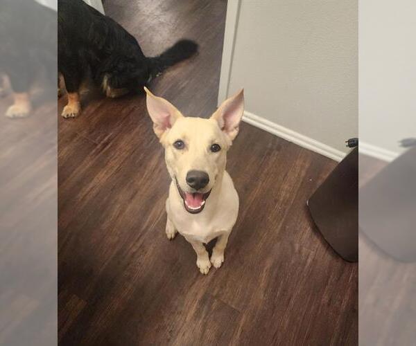 Medium Photo #3 German Shepherd Dog-Huskies  Mix Puppy For Sale in San Antonio, TX, USA