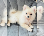Small Photo #1 Pomeranian Puppy For Sale in HOLLYWOOD, FL, USA