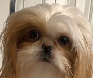 Father of the Shih Tzu puppies born on 04/07/2024