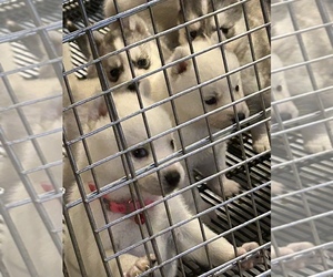 Siberian Husky Puppy for Sale in DOUGLASVILLE, Georgia USA