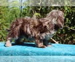 Small #5 ShihPoo