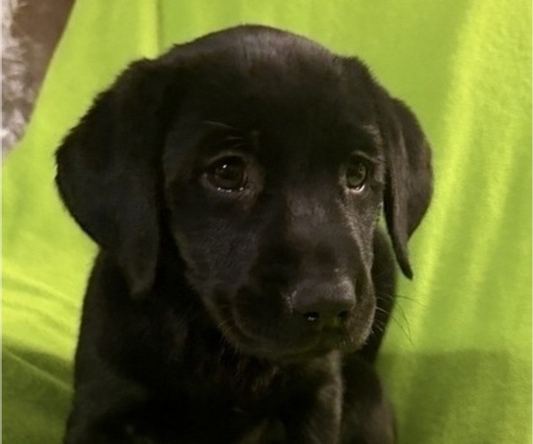 Medium Photo #2 Labrador Retriever Puppy For Sale in SPOTSYLVANIA, VA, USA