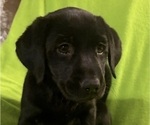 Small #1 Labrador Retriever