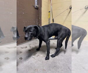 Mutt Dogs for adoption in Stockton, CA, USA