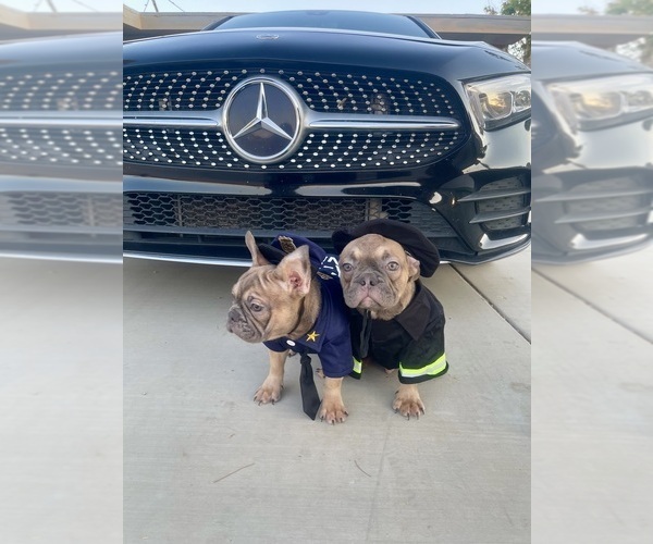 Medium Photo #31 French Bulldog Puppy For Sale in GOODMAN, MO, USA