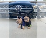 Small #30 French Bulldog