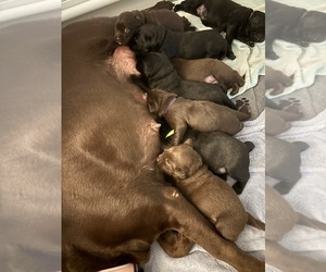 Labrador Retriever Puppy for sale in LEMON GROVE, CA, USA