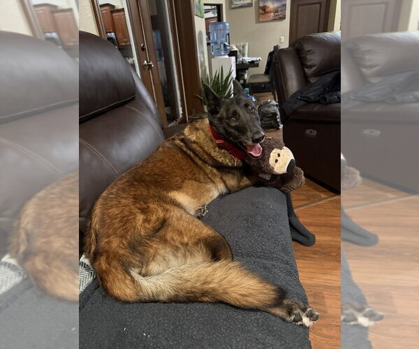 Medium Photo #14 Mutt Puppy For Sale in Imlay City, MI, USA