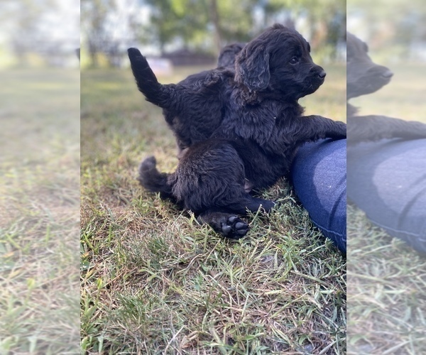 Medium Photo #20 Goldendoodle-Newfoundland Mix Puppy For Sale in MORRIS, MN, USA