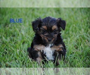 Yorkshire Terrier Puppy for sale in LOVELADY, TX, USA