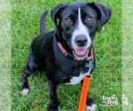 Small Photo #6 Labrador Retriever-Retriever  Mix Puppy For Sale in Washington, DC, USA
