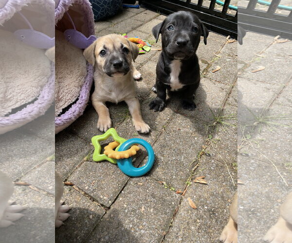 Medium Photo #14 Mutt Puppy For Sale in Derwood, MD, USA