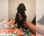 Small Photo #1 Poodle (Standard) Puppy For Sale in WALKER, LA, USA