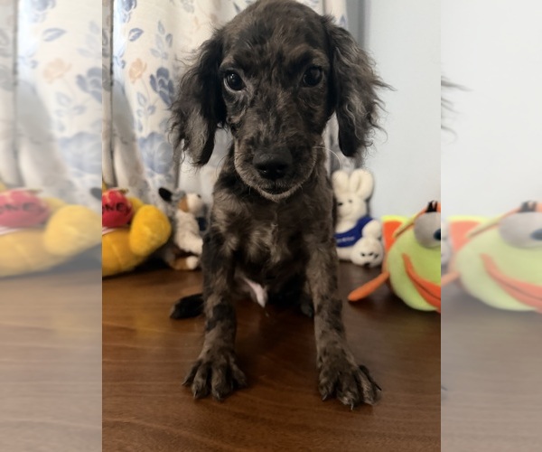 Medium Photo #31 Cockapoo (Miniature) Puppy For Sale in DURHAM, CT, USA