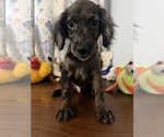Litter of 4 - Male(s) and Female(s) Cockapoo (Miniature)Litter of Puppies for Sale - Photo #31