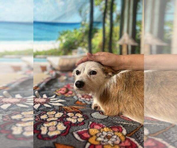 Medium Photo #2 Mutt Puppy For Sale in San Leon, TX, USA