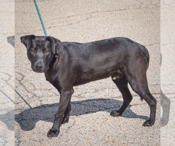 Medium Photo #3 Mutt Puppy For Sale in Huntley, IL, USA