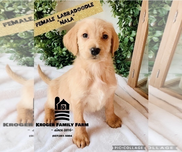 Medium Photo #1 Labradoodle Puppy For Sale in SPRINGBORO, OH, USA