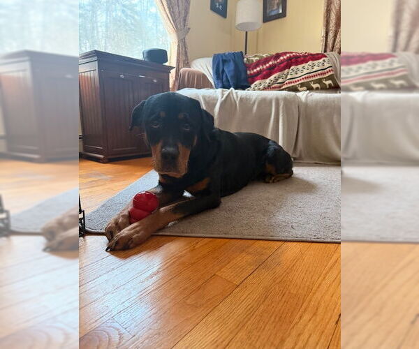 Medium Photo #4 Rottweiler Puppy For Sale in Hillsboro, NH, USA