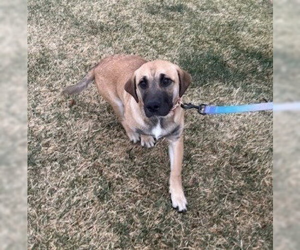Medium Photo #2 Black Mouth Cur-Unknown Mix Puppy For Sale in Lakewood, CO, USA