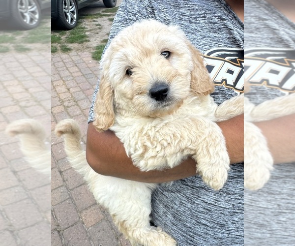 Medium Photo #3 Goldendoodle (Miniature) Puppy For Sale in CAMBRIDGE, MN, USA