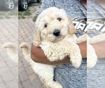Small #2 Goldendoodle (Miniature)