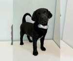 Small #3 Aussiedoodle-Labradoodle Mix