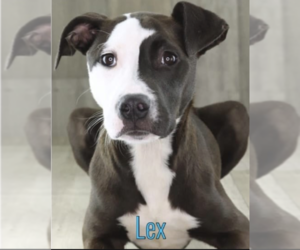 American Pit Bull Terrier-Unknown Mix Dogs for adoption in Shreveport, LA, USA