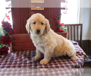 Golden Retriever Puppy for sale in SHILOH, OH, USA