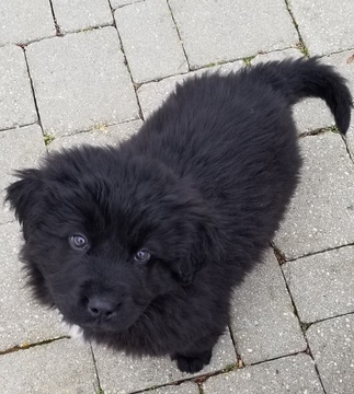 Medium Photo #2 Newfoundland Puppy For Sale in DEXTER, MI, USA