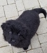 Small Photo #2 Newfoundland Puppy For Sale in DEXTER, MI, USA