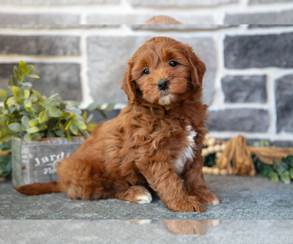 Medium Photo #2 Goldendoodle (Miniature) Puppy For Sale in MIFFLINBURG, PA, USA