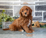 Small #1 Goldendoodle (Miniature)