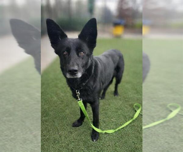 Medium Photo #1 German Shepherd Dog-Unknown Mix Puppy For Sale in Elk Grove, CA, USA