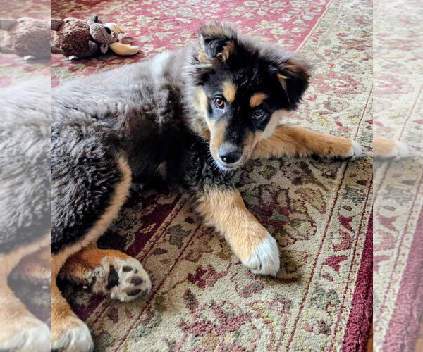 Medium Photo #2 Mutt Puppy For Sale in Cottage Grove, MN, USA