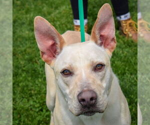 German Shepherd Dog-Unknown Mix Dogs for adoption in Huntley, IL, USA