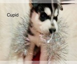Small Photo #26 Siberian Husky Puppy For Sale in WASHBURN, WI, USA