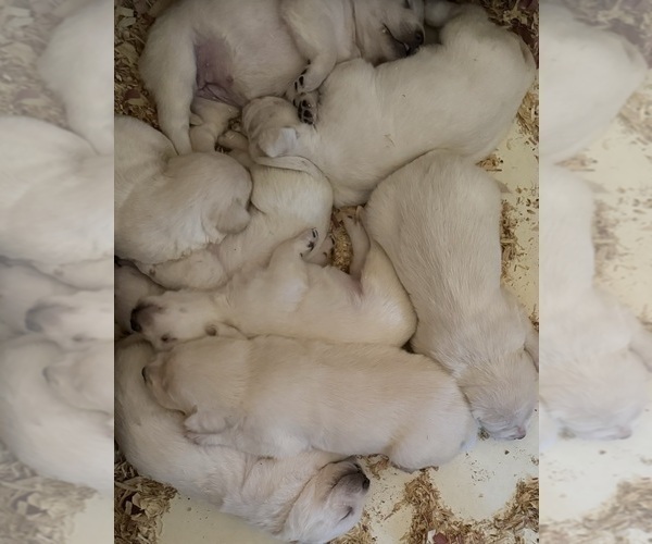 Medium Photo #9 Labrador Retriever Puppy For Sale in ALL HEALING SPRINGS, NC, USA