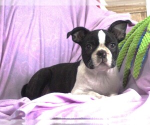 Boston Terrier Puppy for sale in BROOKSVILLE, FL, USA