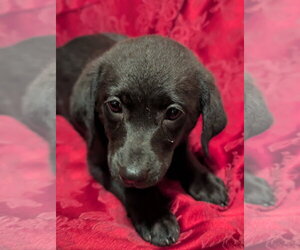 Labrador Retriever-Unknown Mix Dogs for adoption in Holly Springs, NC, USA
