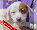 Small American Staffordshire Terrier-Boston Terrier Mix