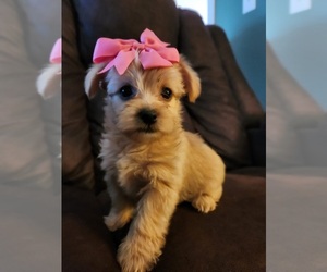 YorkiePoo Puppy for sale in HOPE, IN, USA