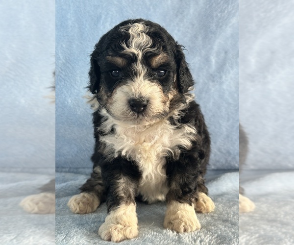 Medium Photo #2 Bernedoodle (Miniature) Puppy For Sale in STERRETT, AL, USA