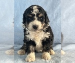Small Photo #2 Bernedoodle (Miniature) Puppy For Sale in STERRETT, AL, USA