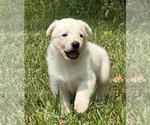 Image preview for Ad Listing. Nickname: Sadie