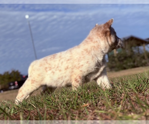 Medium Photo #5 Australian Cattle Dog Puppy For Sale in ZOLFO SPRINGS, FL, USA