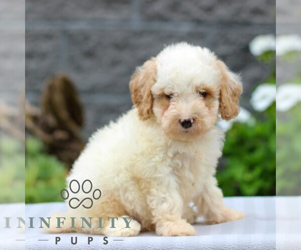 Medium Photo #3 Poodle (Miniature) Puppy For Sale in LEOLA, PA, USA