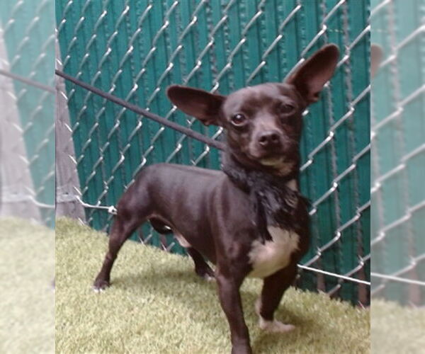 Medium Photo #1 Chihuahua-Unknown Mix Puppy For Sale in Downey, CA, USA