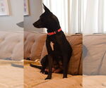 Small #7 Siberian Husky Mix
