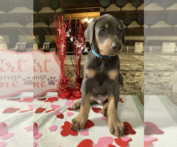 Medium Photo #1 Doberman Pinscher Puppy For Sale in FOREST HILL, MD, USA